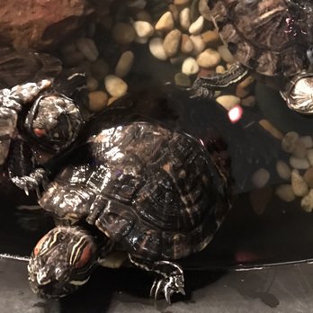 Miyako - Turtles in the front entrance?!  Priceless. - Japanese Near Me - Houston, Texas