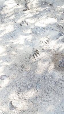 Boca Ciega Millennium Park by null