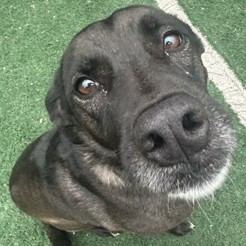Aspire Dog Training Center - Pet Training Near Me - Ramona, California