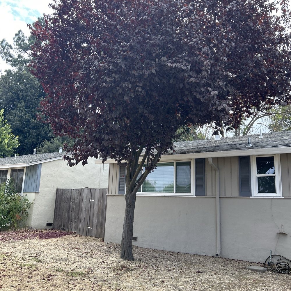 Bay Area Tree Pro - Plum tree next to house - Tree Services Near Me Bay Area Tree Pro - Plum tree next to house - Tree Services Near Me