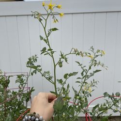 Backcountry Gardens - Tomato plants growing strong