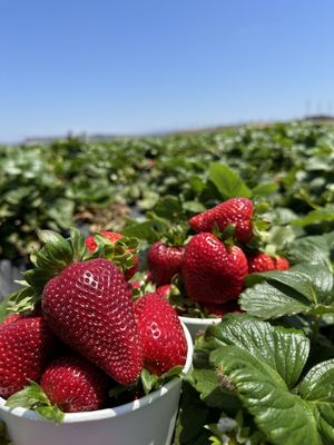 Carlsbad Strawberry Company by null