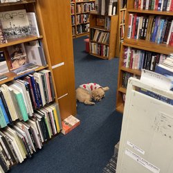 J Michaels Books - Cute little doggo 333