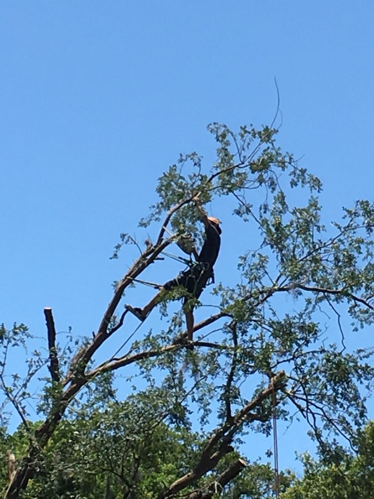 A-1 Arborist - tree service in Orlando, FL