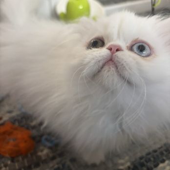 Kitty Party Persians - Pet Breeders Near Me - Rancho Cucamonga, California Kitty Party Persians - Pet Breeders Near Me - Rancho Cucamonga, California