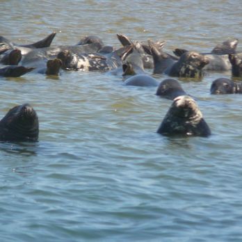 Beachcomber Boat Tours - Seals sunbathing and people-watching. - Boat Tours Near Me - Chatham, Massachusetts