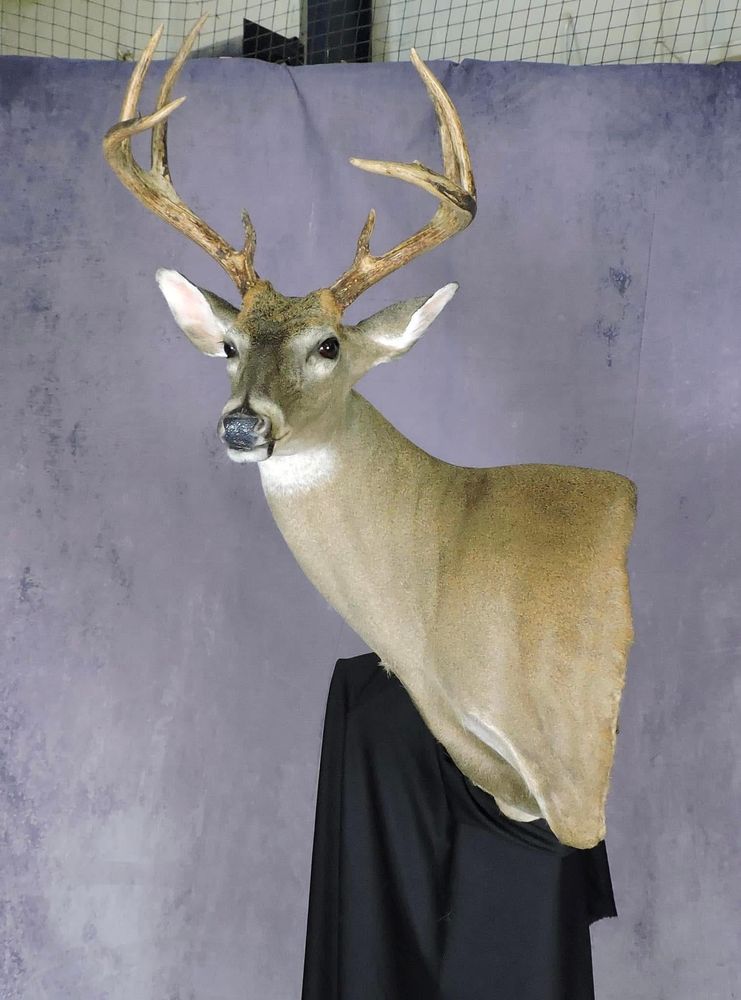 Sturm’s Taxidermy - taxidermy in Meridian, MS