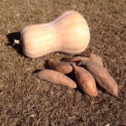 Jim Mills Farmers Market - Butternut squash and yams.