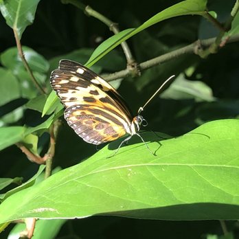 Cockrell Butterfly Center - Museums Near Me - Houston, Texas Cockrell Butterfly Center - Museums Near Me - Houston, Texas