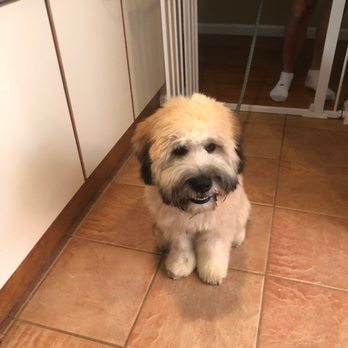 Primp My Paws - Pet Groomers Near Me - Dobbs Ferry, New York