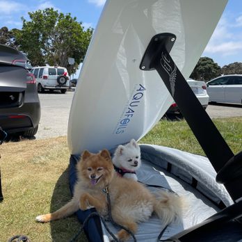 Aqua Foils - Dog, eFoil board - Surf Schools Near Me - San Diego, California