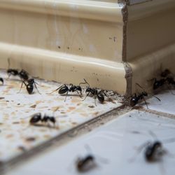 The Wixom Pest Control Gurus