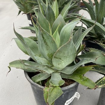 Moon Valley Nurseries - More damage. - Tree Services Near Me - Irvine, California Moon Valley Nurseries - More damage. - Tree Services Near Me - Irvine, California