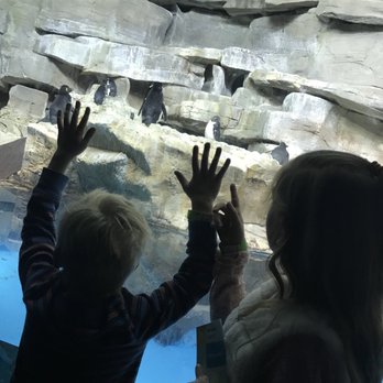 Shedd Aquarium - Aquariums Near Me - Chicago, Illinois Shedd Aquarium - Aquariums Near Me - Chicago, Illinois