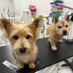 Pet Parlour - Hand stripping