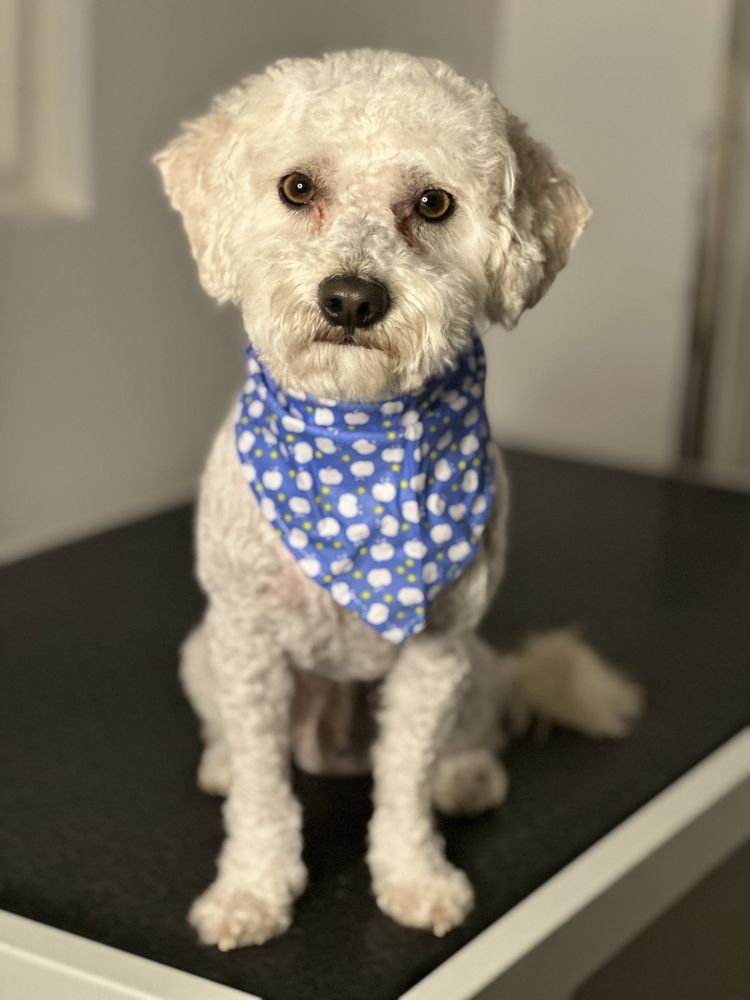 CALI DOG SPA GROOMING Updated June 2024 37 Photos & 10 Reviews