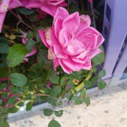 Ceci Nail & Spa - Florist shop next door