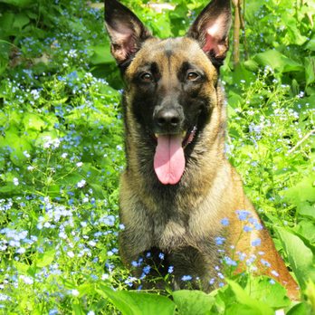 Sit Means Sit - Pet Training Near Me - Lewis Center, Ohio Sit Means Sit - Pet Training Near Me - Lewis Center, Ohio