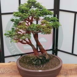 Bonsai Floral Gardens
