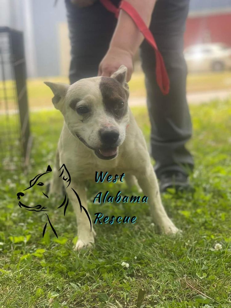 WEST ALABAMA RESCUE - Updated January 2025 - 21 Photos - Eldridge ...