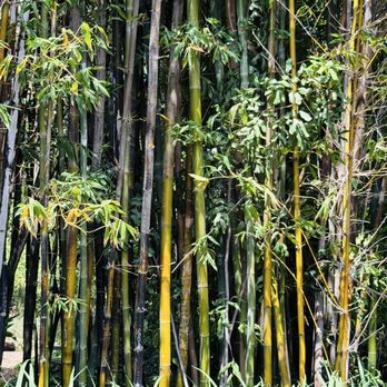 Arboretum and Botanical Garden - Bamboo - Botanical Gardens Near Me - Fullerton, California Arboretum and Botanical Garden - Bamboo - Botanical Gardens Near Me - Fullerton, California