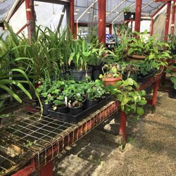 The Feed Store - Nursery / Greenhouse