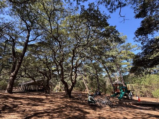 First Landing State Park by null