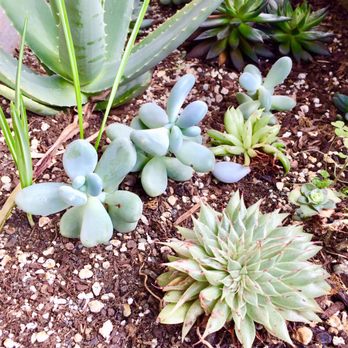 Giddy Up Burgers - More succulents in the sun room - Burgers Near Me - Seattle, Washington Giddy Up Burgers - More succulents in the sun room - Burgers Near Me - Seattle, Washington