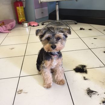 Studio 20 - The main hair stylists pup! So cute! - Hair Salons Near Me - Greve in Chianti, FI