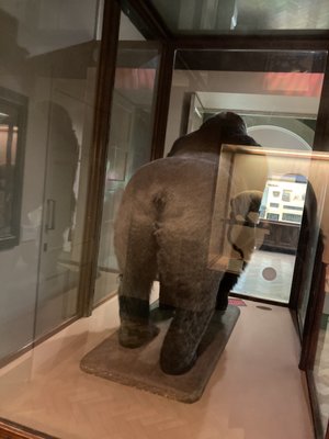 Bristol Museum & Art Gallery by null