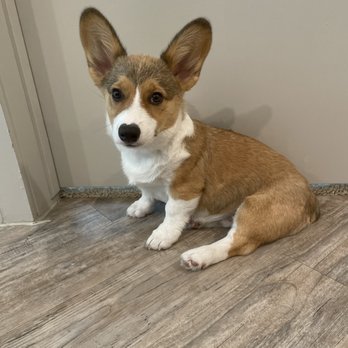 Night and Day K9 Training - Pet Training Near Me - Fort Worth, Texas Night and Day K9 Training - Pet Training Near Me - Fort Worth, Texas