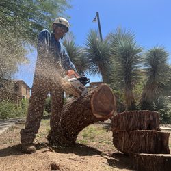 Famous Tree Services
