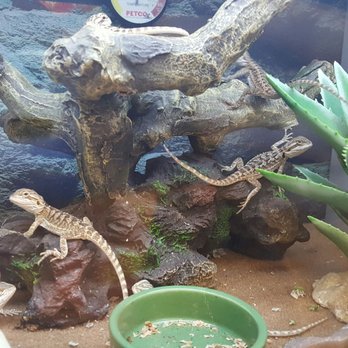 Petco - Pet Training Near Me - Orlando, Florida
