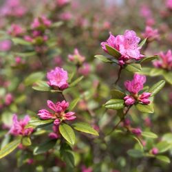 The Garden at Elm Bank, Massachusetts Horticultural Society