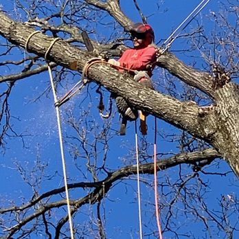 Geovanni JR Tree Services - We cut branches down. - Tree Services Near Me Geovanni JR Tree Services - We cut branches down. - Tree Services Near Me