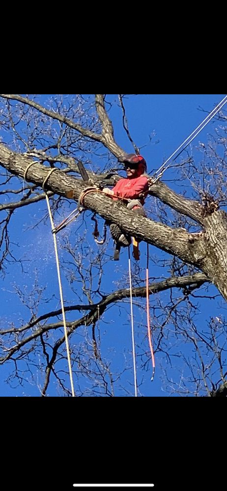GEOVANNI JR TREE SERVICES - Updated July 2025 - 20 Photos - Adelphi ...