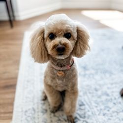 Teressa's Doggie Boutique - Magnolia our poodle looking beautiful after grooming at Teressa's Doggie Boutique! Ms. Kathy is the best!