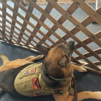 Harrison's Landing - Our girl, she was on duty so she did not get to enjoy the doggy menu. However she did get her food to go. - Seafood Near Me - Corpus Christi, Texas