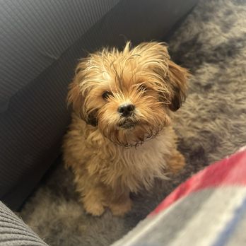 Momo Gs Pet Oasis - After - Pet Groomers Near Me Momo Gs Pet Oasis - After - Pet Groomers Near Me