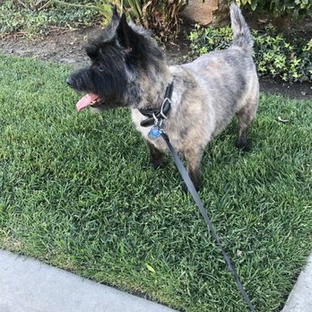 Primp & Proper Dog Grooming - Kenzie after grooming. - Pet Groomers Near Me - Surprise, Arizona