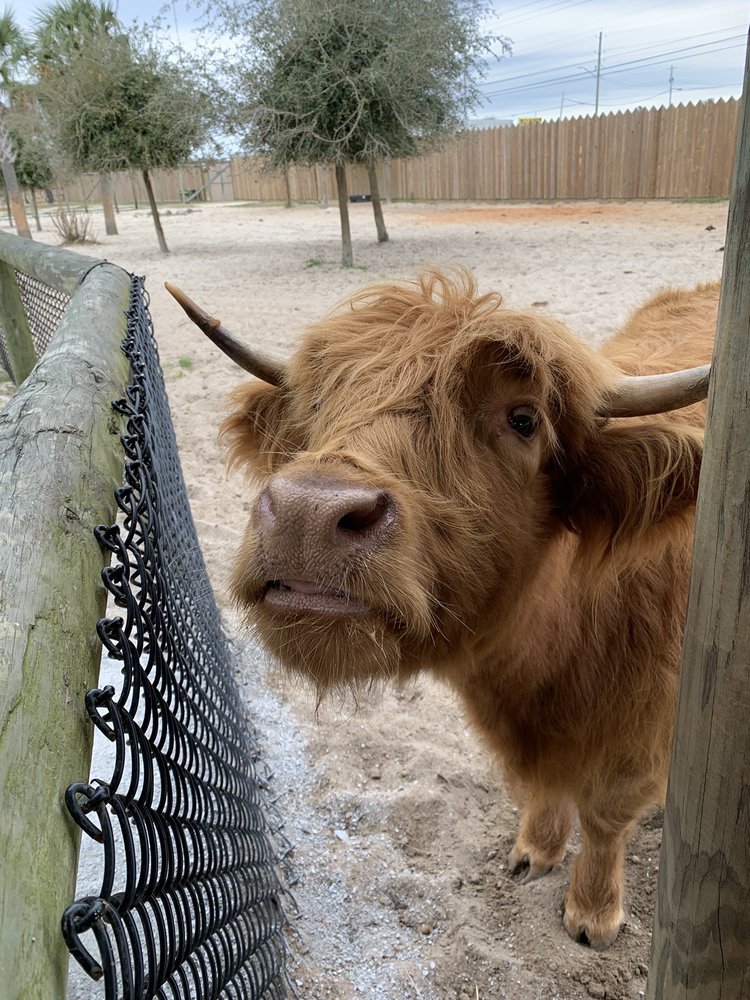 GULF BREEZE ZOO 623 Photos & 166 Reviews 5701 Gulf Breeze Pkwy