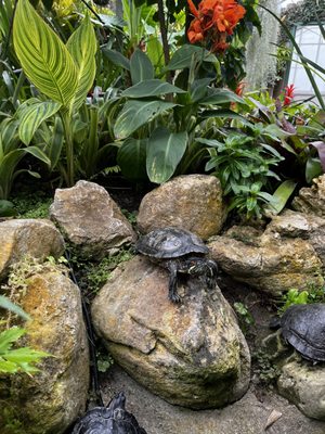 Allan Gardens Conservatory by null