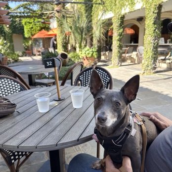 Hester's - Lamar Park - Loved the outdoor courtyard on this mild February day. Lots of space and dog-friendly. Easy parking was a bonus! - Coffee & Tea Near Me - Corpus Christi, Texas Hester's - Lamar Park - Loved the outdoor courtyard on this mild February day. Lots of space and dog-friendly. Easy parking was a bonus! - Coffee & Tea Near Me - Corpus Christi, Texas