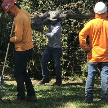 Urban Tree Care - Tree Services Near Me Urban Tree Care - Tree Services Near Me