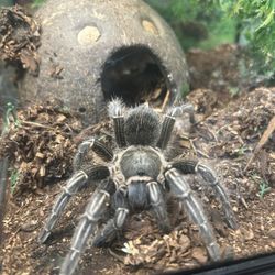 Pet Stop - Tarantula