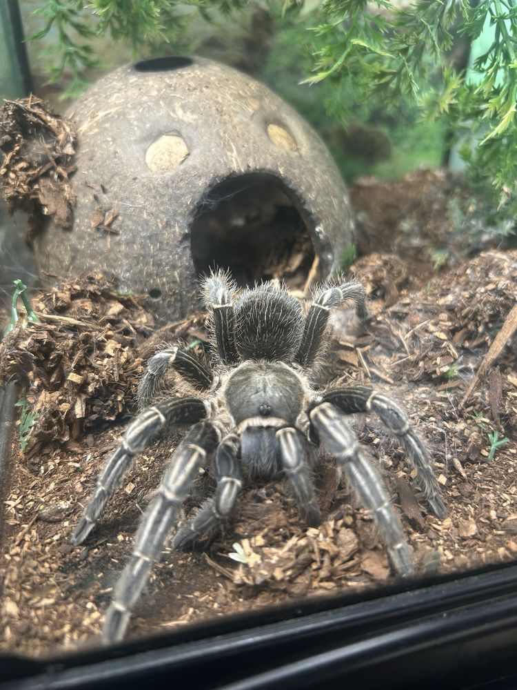 Pet Stop - reptile breeding in Shawnee, KS