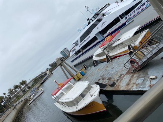 Catalina Express by null