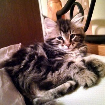 Charodey Siberians - Very happy with our sweet little girl! Thanks! - Pet Breeders Near Me