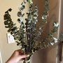 Photo of Alla Herbs