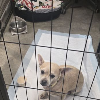 Forever Loved Pet Sanctuary - Chaquita - Animal Shelters Near Me Forever Loved Pet Sanctuary - Chaquita - Animal Shelters Near Me